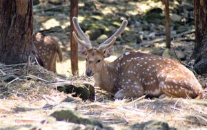 Dehradun Zoo