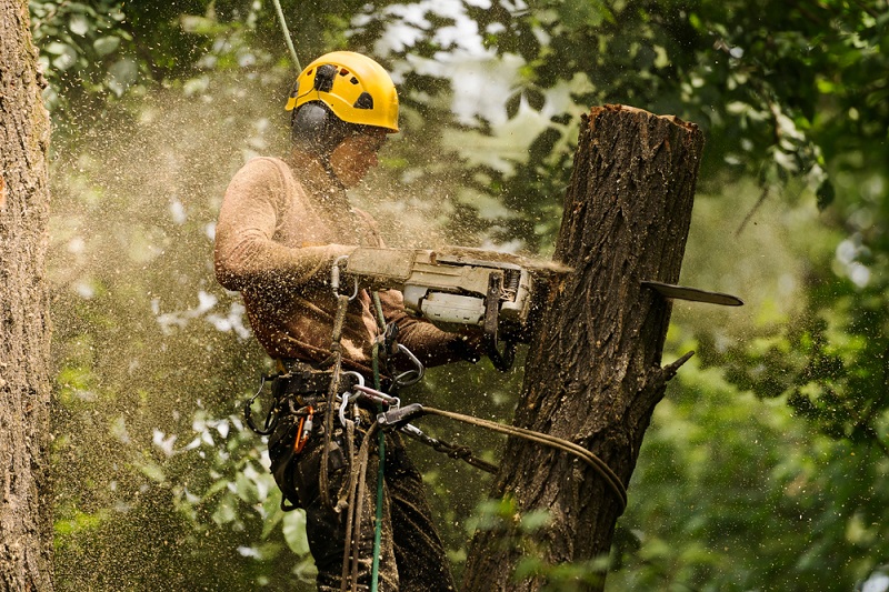 Tree-Removal-Service
