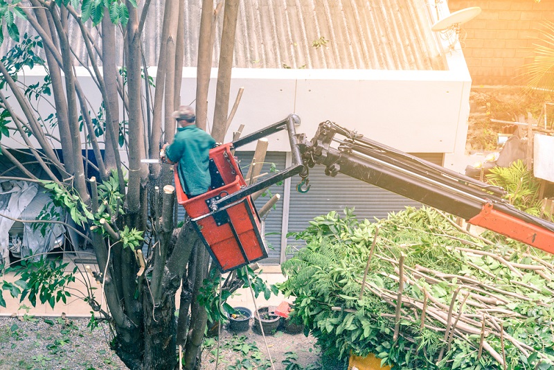 Tree-Removal-Services