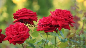 red rose