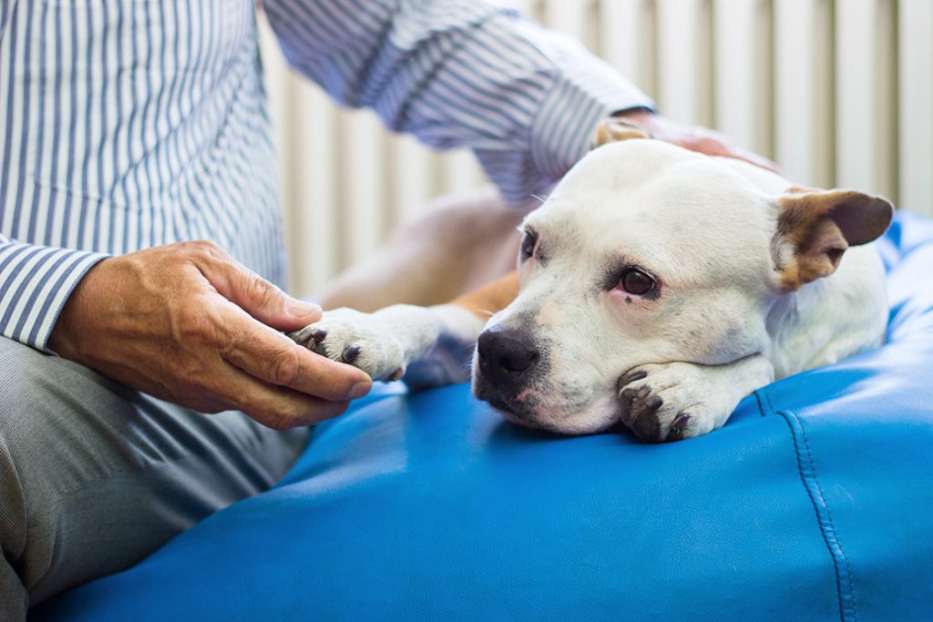 Veterinary Software