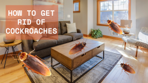 How to Get Rid of Cockroaches in Apartments