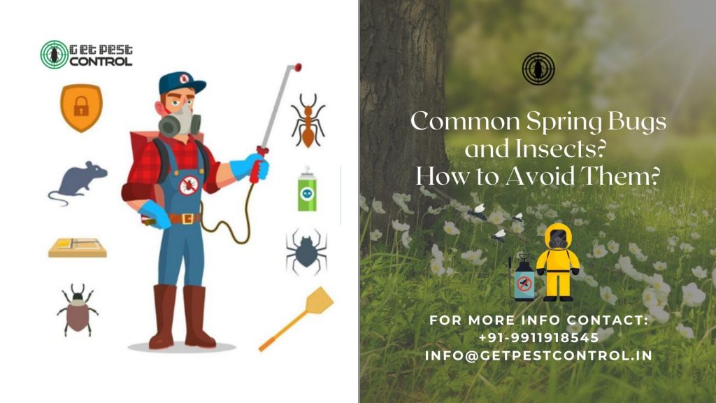 Common Spring Bugs and Insects