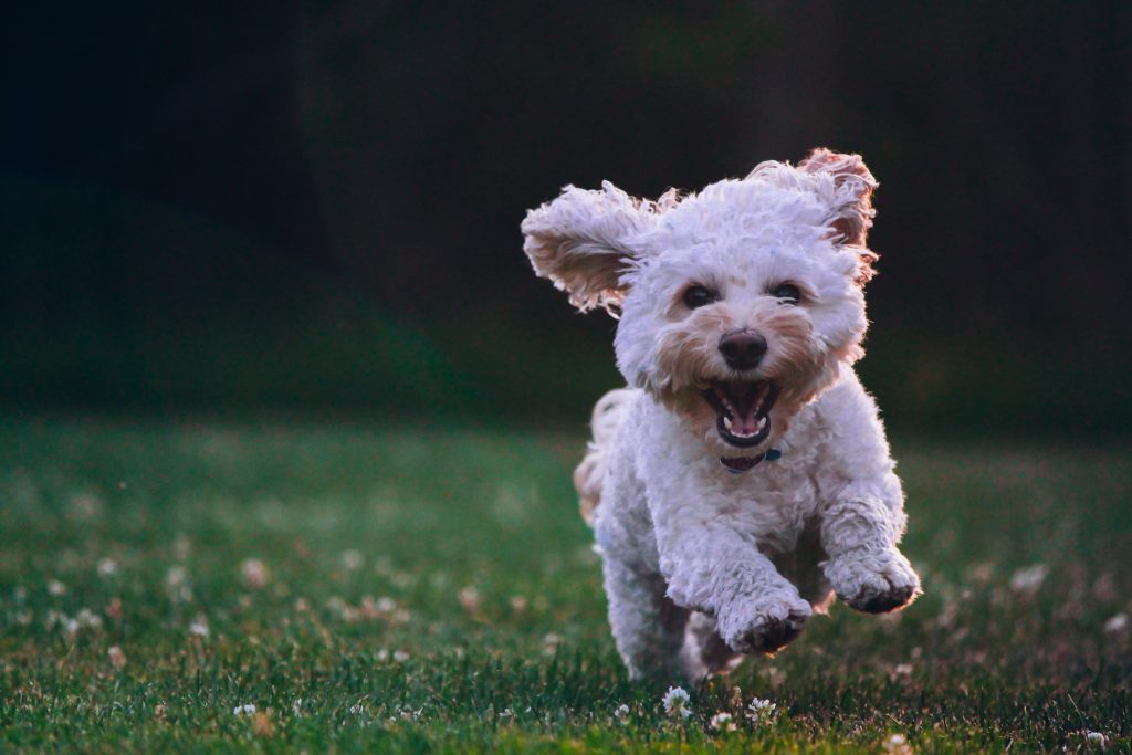 Dog Supplement