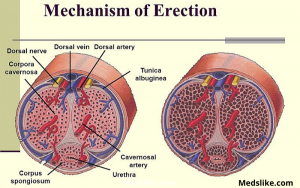 mechanism of erection