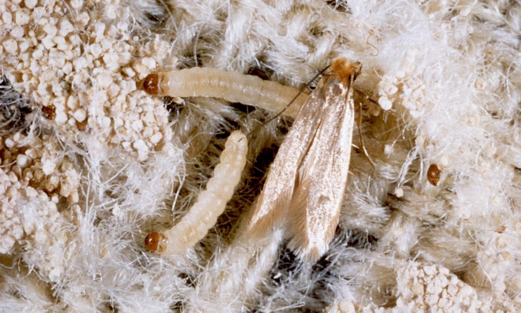 Eliminate cloth Moths before they become infestations