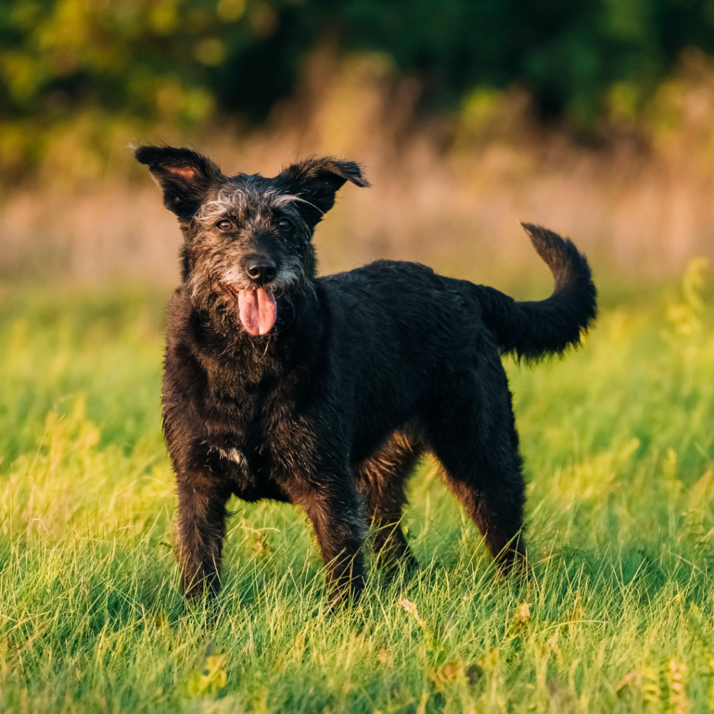dog shampoo for dry skin and dandruff