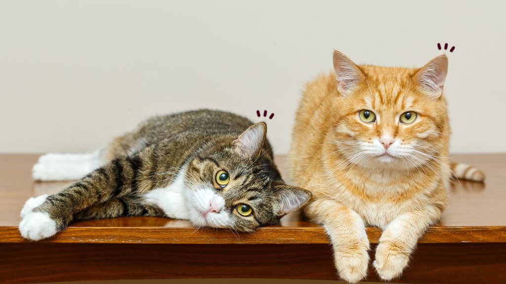 cats
