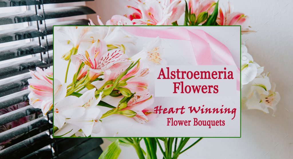 Alstroemeria Flowers- Heart Winning Flower Bouquets
