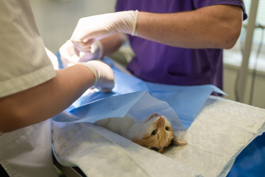 veterinary specialists