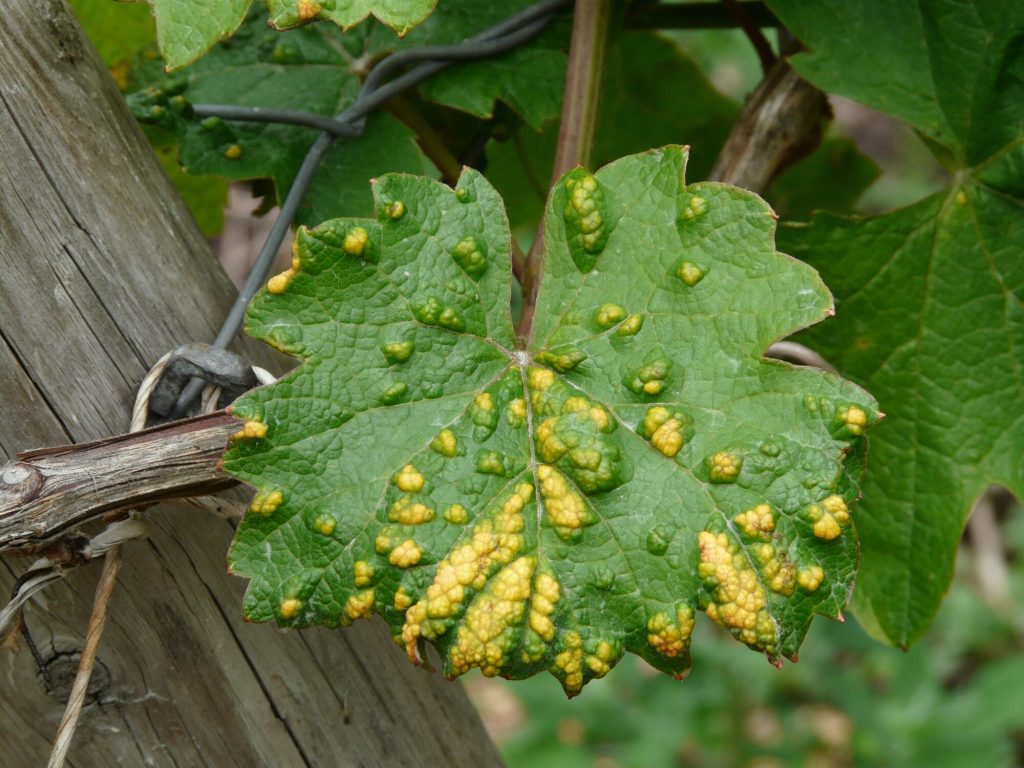 common plant diseases