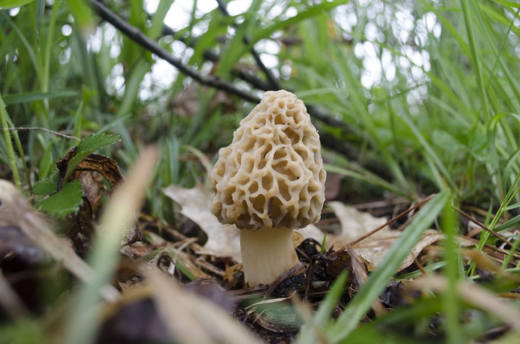 Morel Mushroom Cultivation - How to Grow Yourself.