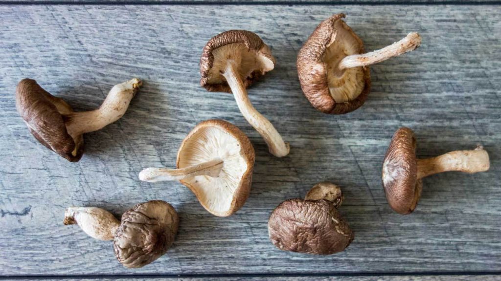Benefits of Lingzhi Mushroom for Body Health